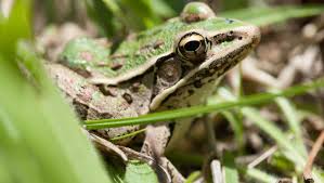 Image result for Lepidagathis andersoniana