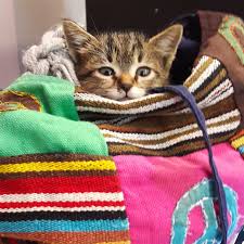 Kedili Blog Kedi Nezlesi Kedi Gribi