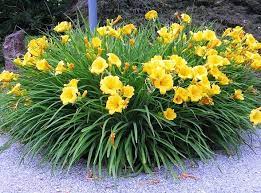 Spatterdock is a perennial, herbaceous, emergent aquatic plant. Top 10 Indestructible Plants Go Ahead I Dare You Watters Garden Center