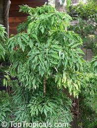 Image result for Polyscias fruticosa