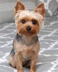 14 Haircut Decisions For Your Yorkshire Terrier In 2021 Terrier Puppies Yorkie Puppy Yorkshire Terrier Dog