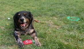 L'organisation mondiale de protection des animaux a prodigué plusieurs conseils samedi pour éviter. Confinement Pres De Caen Refuges Et Spa Reprennent Du Service Pour Les Adoptions D Animaux Liberte Caen