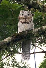 Creepy Bird With Big Eyes Pin By Alisha Stratton On Nature Potoo Bird Scary Birds Great Potoo