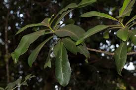 Image result for Rapanea melanophloeos