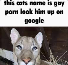 Sissy Blowjob Meme GIF - Adult Content