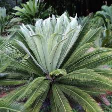 Image result for Dioon