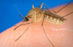 State Sees Second Death From West Nile Virus Turlock Journal