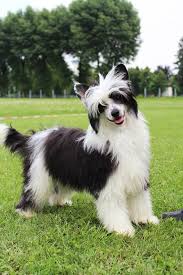 We did not find results for: Chinese Crested Powderpuff Chinese Crested Dog Chinese Crested Tuna Dog