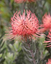 Image result for Leucospermum