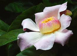 Check spelling or type a new query. South American Gustavia Flower Photograph By David Clode