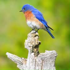 Image result for Pycreus melas