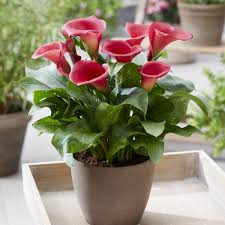 Image result for Zantedeschia