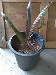 Check spelling or type a new query. Bismarckia Nobilis Seeds Discussing Palm Trees Worldwide Palmtalk