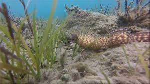 Snorkelen Bij Zakynthos Youtube