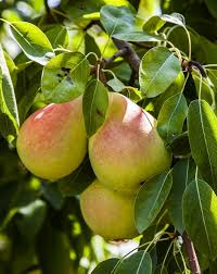 The form or shape of fruit trees can be manipulated by pruning and training. Pineapple Pear Tree Fruit Trees Ison S Nursery Vineyard