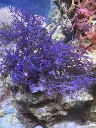 Image result for Ochna cyanophylla