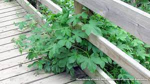 How to get rid of vines in yard. 10 Invasive Plants To Avoid In Your Garden Garden Gate