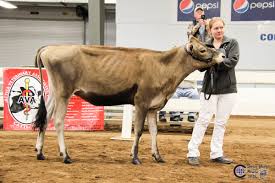 Western NY Spring Dairy Preview Jersey Show 2019