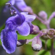 Image result for Vitex thyrsiflora
