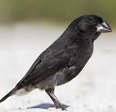 Several aspects of ornithology differ from related disciplines, due partly to the high visibility and the aesthetic appeal of birds. A New Beak Evolution Lab