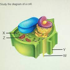 Check spelling or type a new query. What Are The Similarities Of Plant And Animal Cells Brainly