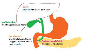 During The Digestive Period Intestinal Phase Signals Stimulate The Release Of Bile Into The Small Intestine Fatty A Nursing School Notes Gallbladder Hormones