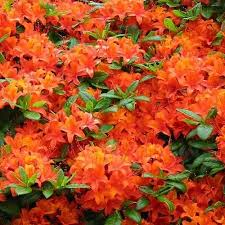 Rhododendron Luteum Coccinea Speciosa Garten Pflanzen Azaleen Pflanzen