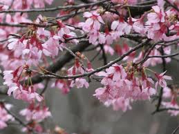 Maybe you would like to learn more about one of these? Okame Zakura Prunus Incamp Cv Okame Flower Database