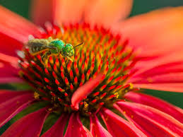Flower colours that particularly attract bees are blue, purple, violet, white, and yellow. 25 Plants For Attracting Native Bees To The Garden Nampa Idahopress Com