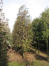 Ebereschen werden von vögeln und insekten geliebt. Sorbus Thuringiaca Fastigiata Thuringische Saulen Eberesche Thuringische Saulen Mehlbeere Den Mulder Boomteelt