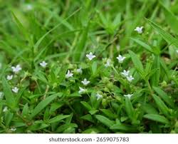 Image result for Oldenlandia cana