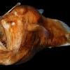 Originating above or slightly in advance of the small eye is an illicium (the fishing rod) and at its end a bioluminescent, bulbous esca (the fishing lure, its light owing to symbiotic bacteria). Https Encrypted Tbn0 Gstatic Com Images Q Tbn And9gcrzrwiwhvmpbscun38xmcwp Jjommoewp Iagqi4ds Usqp Cau