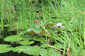 We did not find results for: Plantes Aquatiques Lotus Nenuphars Et Bassins Gamm Vert