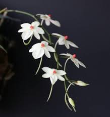 Image result for Aerangis ugandensis