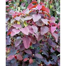 Image result for Euphorbia cotinifolia