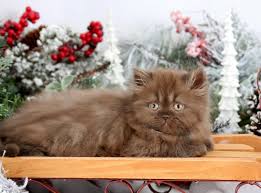 Print on merchandise for sale. Chocolate Persian Kittens Chocolate Persians Chocolate Catspersian Himalayan Kittens For Sale In A Rainbow Of Colors In Business For 32 Years
