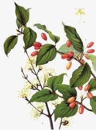 茱萸设计元素 茱萸免抠素材 觅元素51yuansu com plants