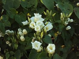 Image result for Ipomoea turbinata