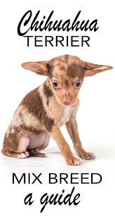 Check spelling or type a new query. Chihuahua Terrier Mix What To Expect From This Unusual Mix Breed Dog