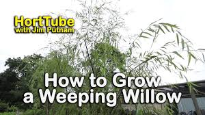 Family owned business growing the hybrid willow, the fastest growing trees in north america, for over 30 years. How To Grow A Weeping Willow Salix Babylonica Fast Growing Graceful Tree Youtube
