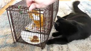 Paprika trapped in a plastic bag. 900 Feral Cat Tnr Resources Ideas In 2021 Feral Cats Cats Crazy Cats
