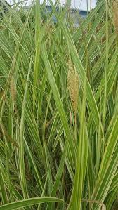 Image result for Phalaris