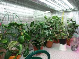 If the space in the basement is unfinished then you can build rooms in the basement room. Small Basement Vegetable Grow Room Google Search Best Grow Lights Grow Lights For Plants Growing Vegetables