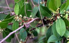 Image result for Maytenus undata