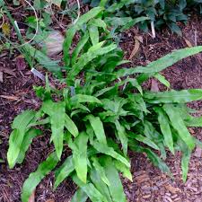 Image result for Lepisorus