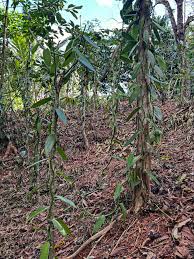 Image result for Vanilla roscheri