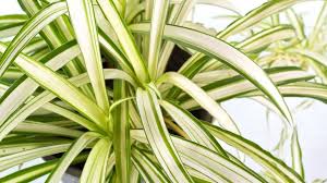 Cinta O Malamadre Caracteristicas Y Cuidados Jardinatis Plantas De Interior Plantas De Interior Resistentes Plantas Que Purifican El Aire