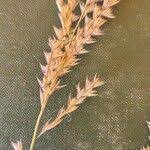 Image result for Trichoneura