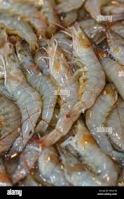 Fresh Banana shrimp in seafood market , Thailand Stock Photo - Alamy