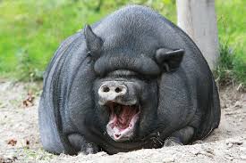 These Hilarious Images Show The Biggest Smilers In The Animal Kingdom Laughing Animals Smiling Animals Awkward Animals